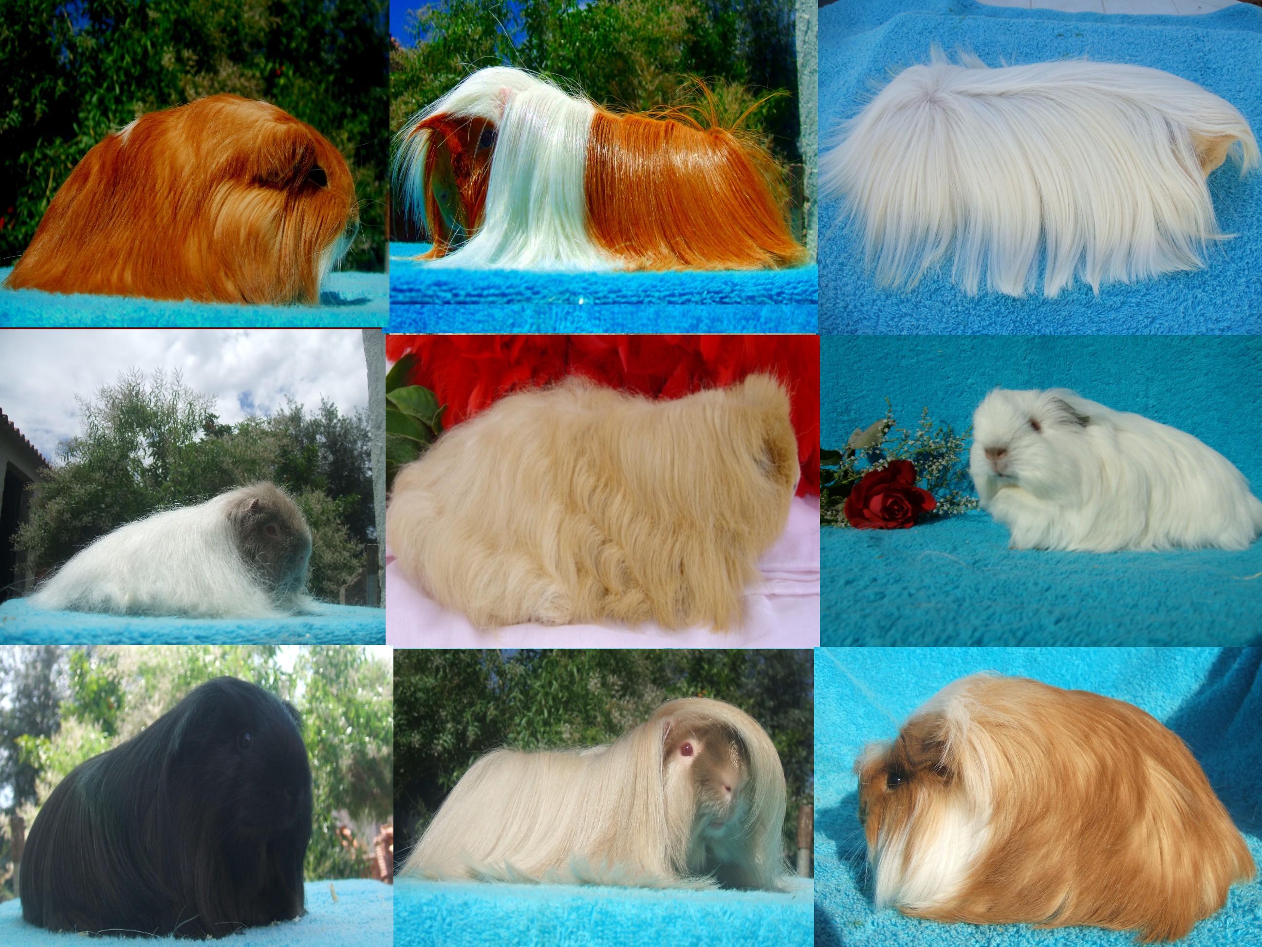 cavies.jpg